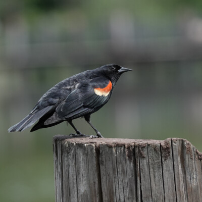 Red-winged Blackbird Red-winged Blackbird