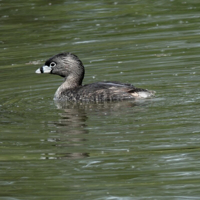 A young Pied-billed Grebe A young Pied-billed Grebe