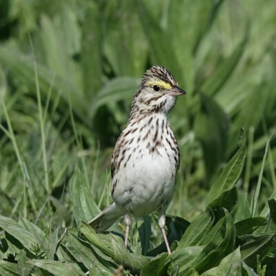 Savannah Sparrow at Tualatin River NWR