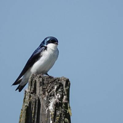 Tree Swallow at Tualatin River NWR