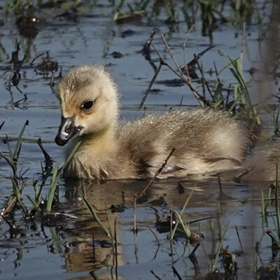 Gosling at Tualatin River NWR