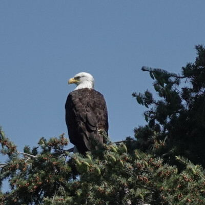 Eagle at Tualatin River NWR
